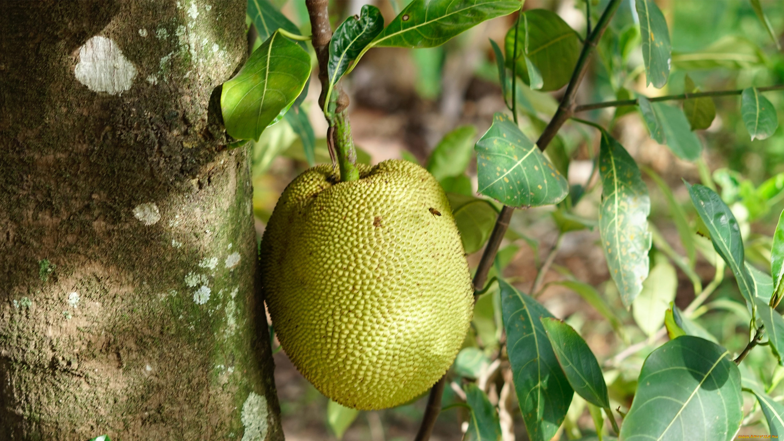 jackfruit, , 